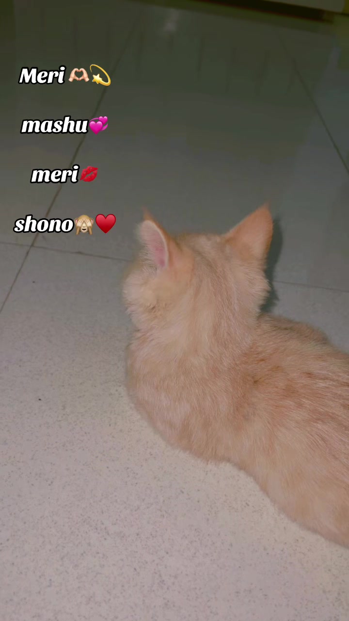 @𓆩♡𓆪👑𝑀𝑒𝒽𝒜𝒾𝒟𝒶𝓇👑𓆩♡𓆪
