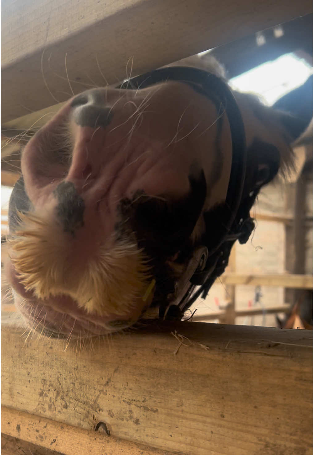 @Moor Farm Stables