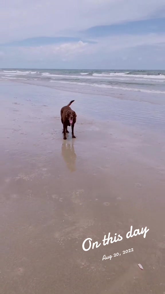@Roman The Beach 🐾