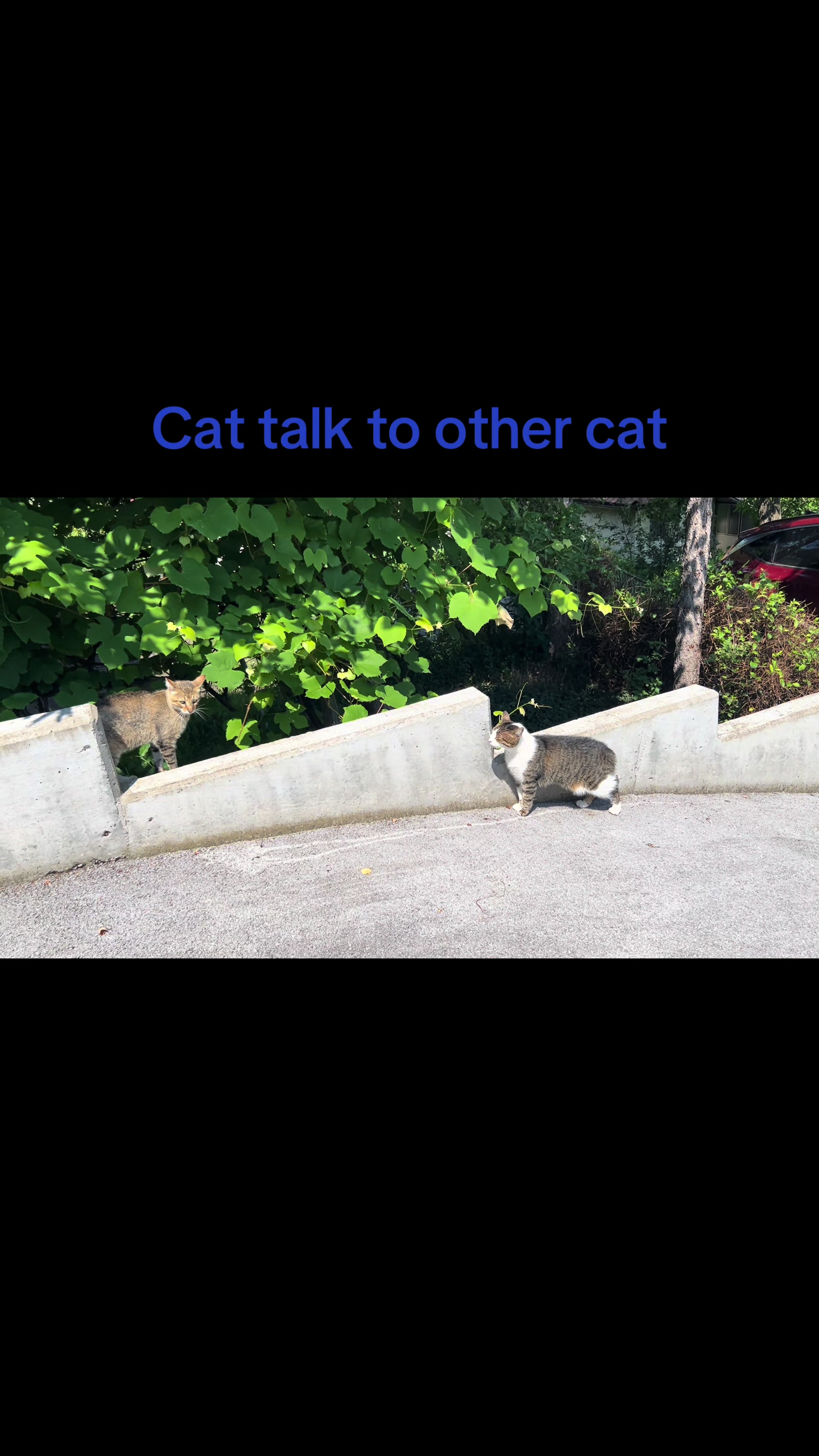 @fatuscats