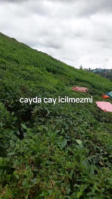 @65sevgim_gl