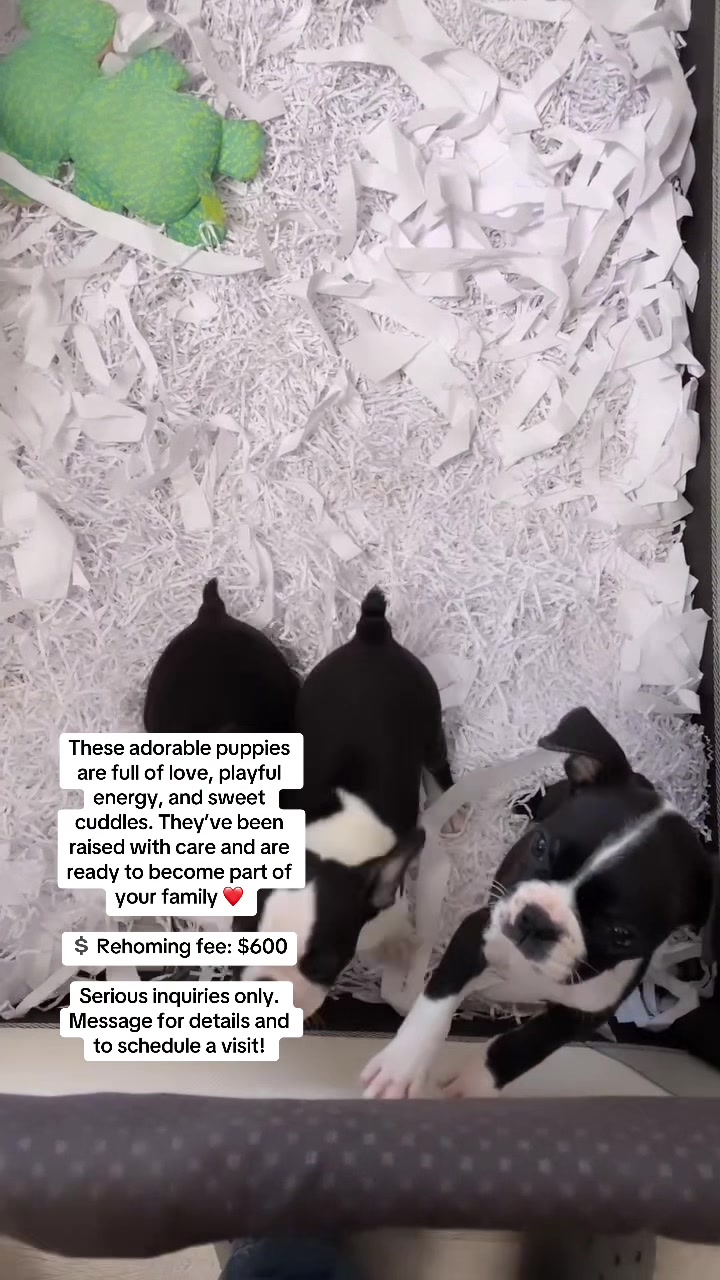 @Boston terrier puppies