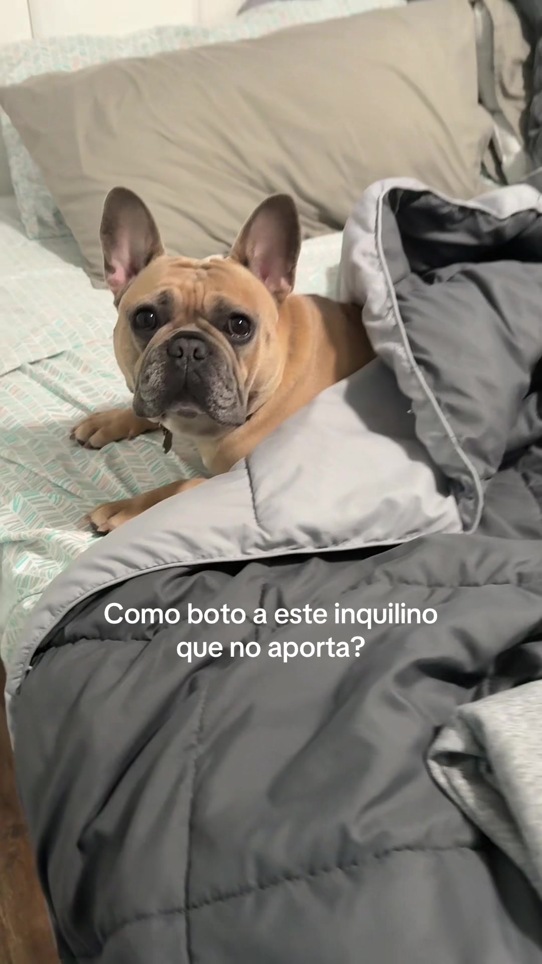 @Felicog👀