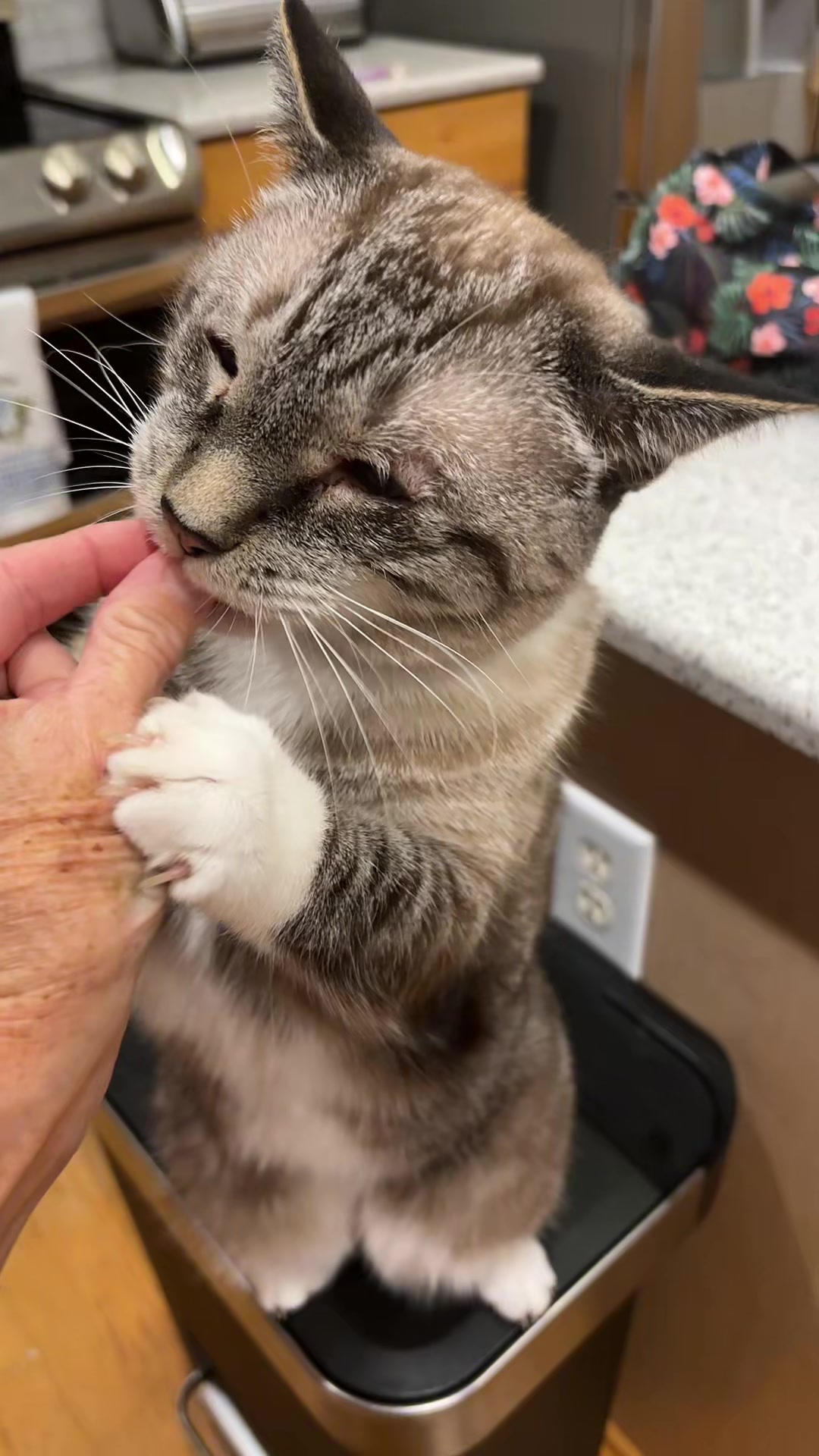 @bellkittiesmom