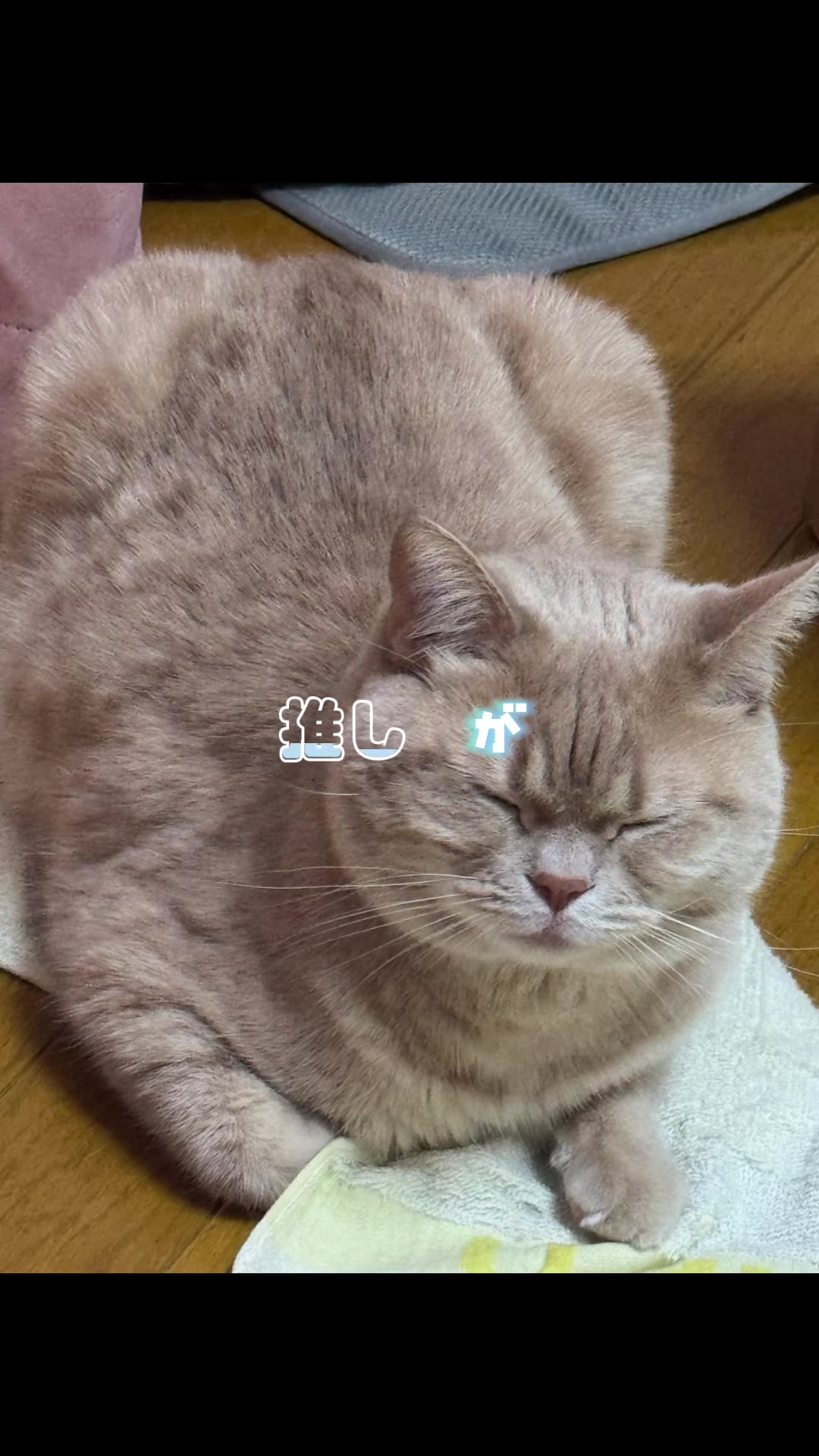 @ð«ð§ããã±ã³ðïžãããµãð§ð«