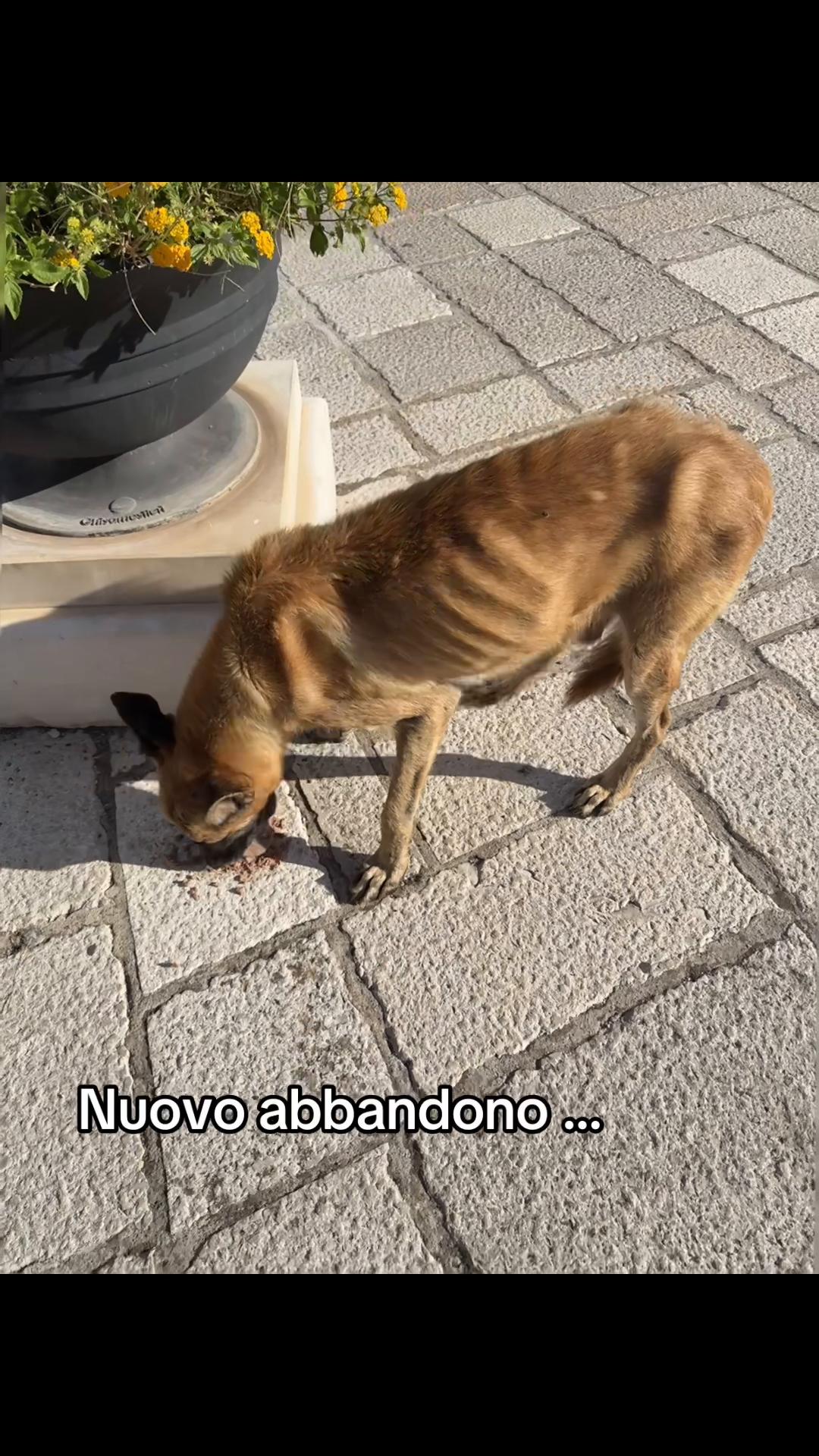 @animarandagia76