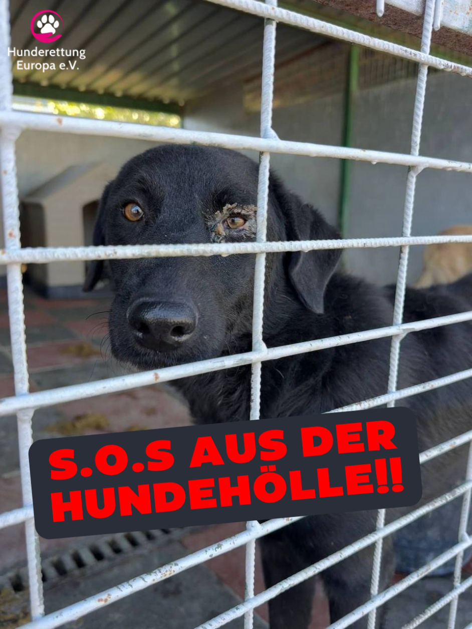@Hunderettung Europa