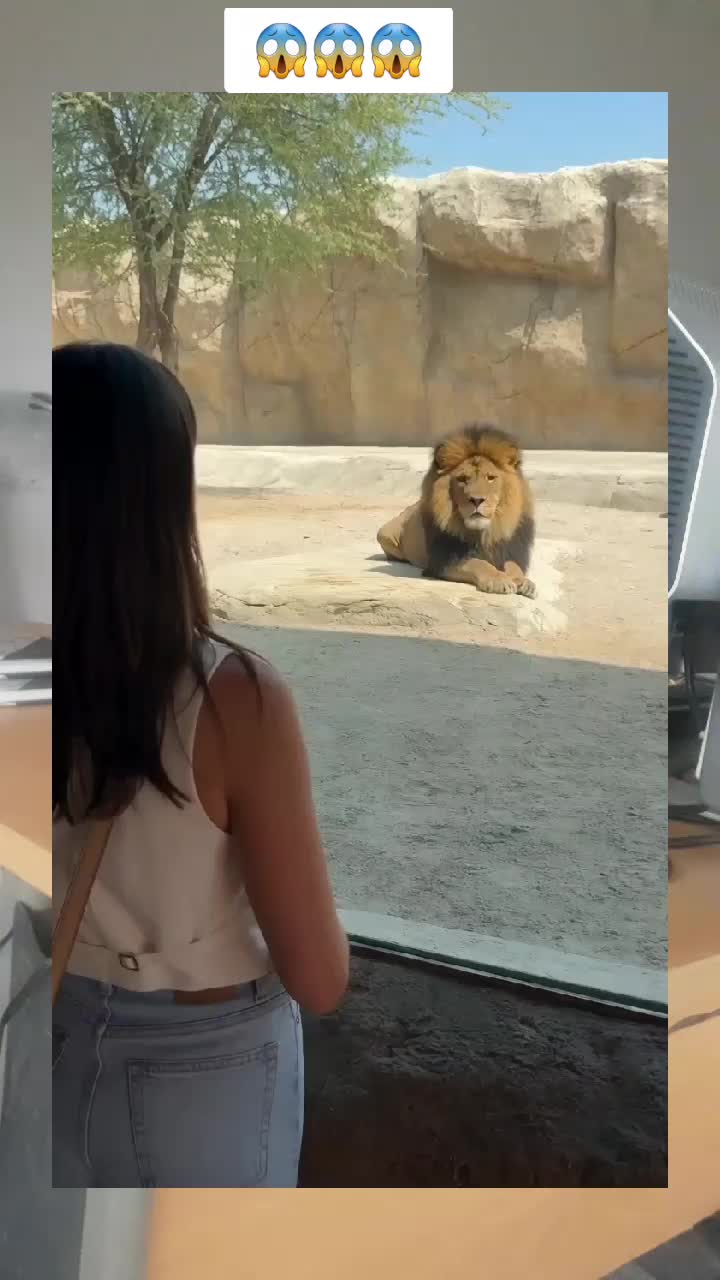 @Wildlife Animal