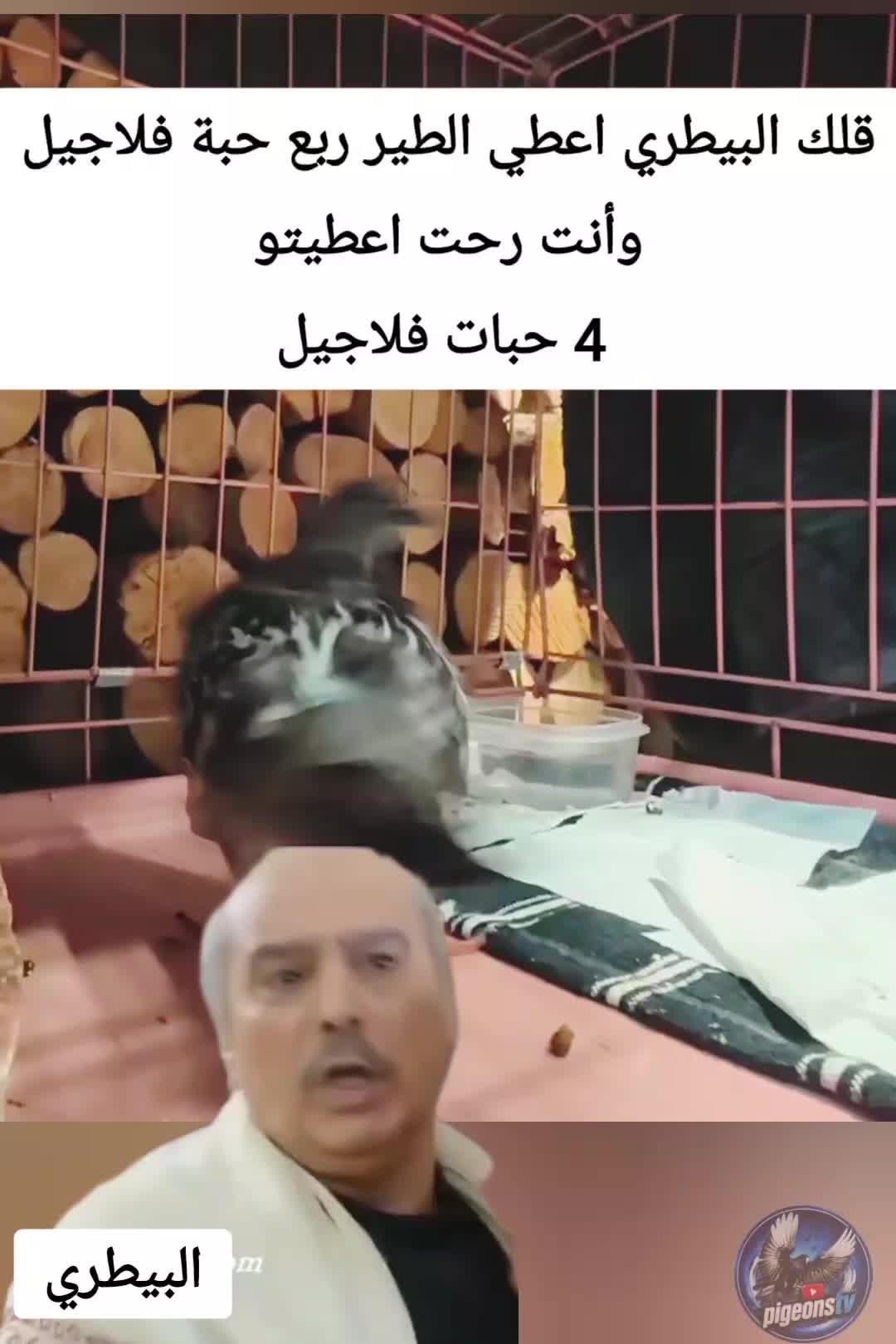 @Pigeons Tv