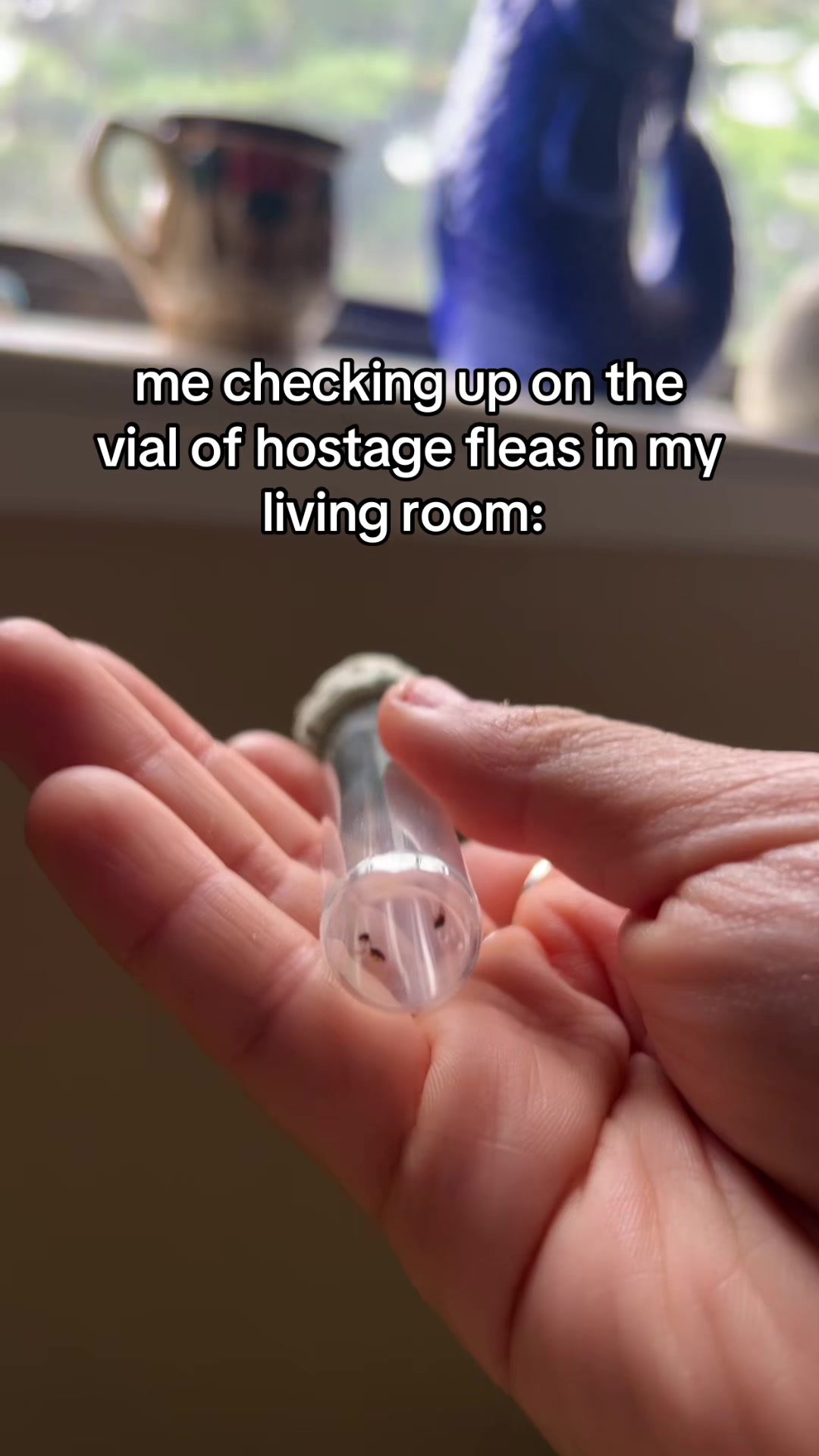 @evelyn
