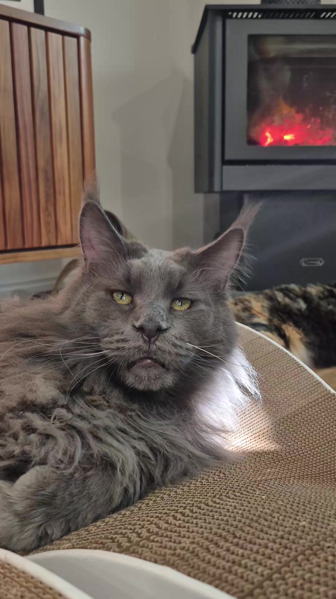 @Ragnar the Maine Coon 🐈