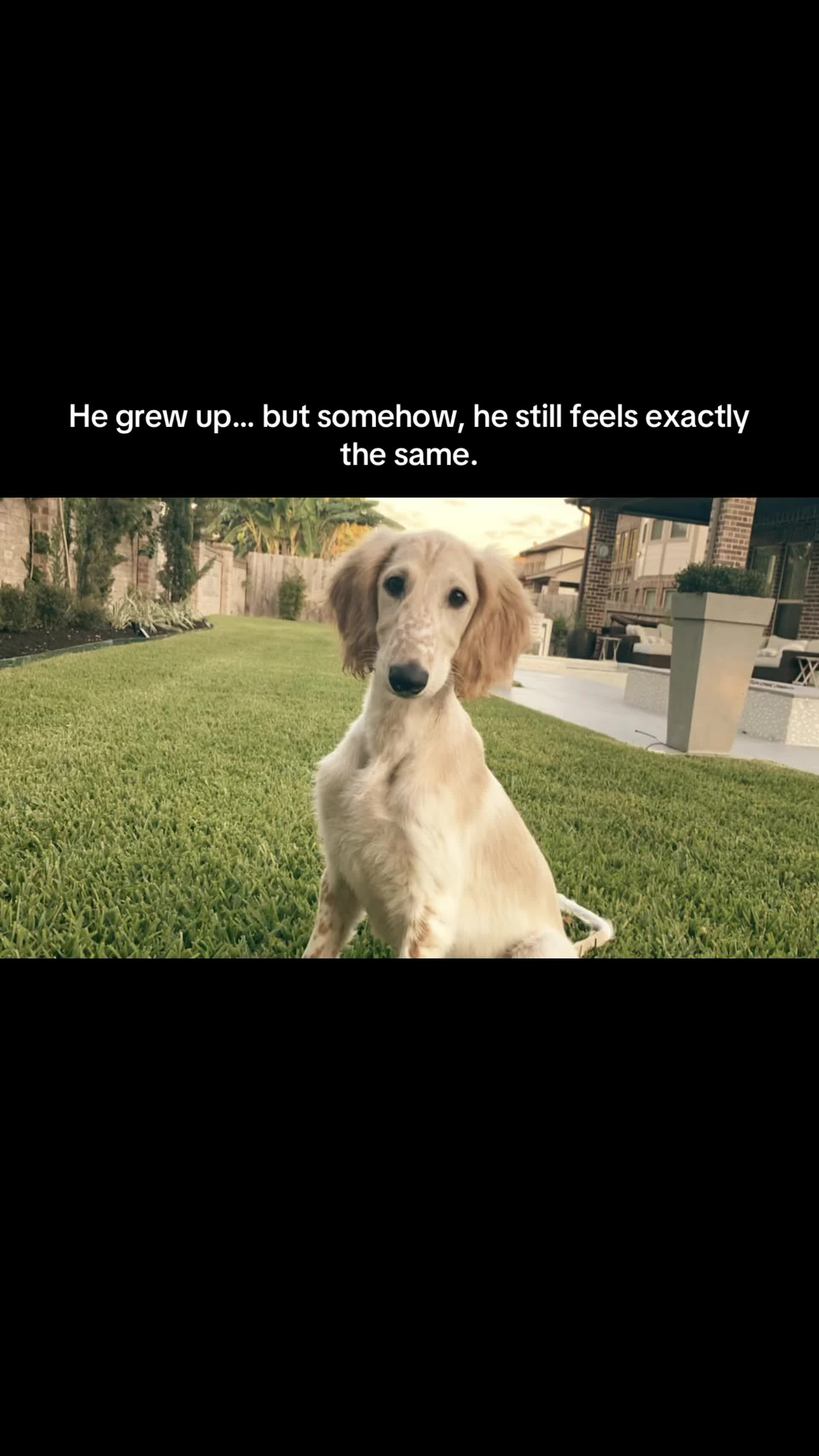 @lifewithsalukis