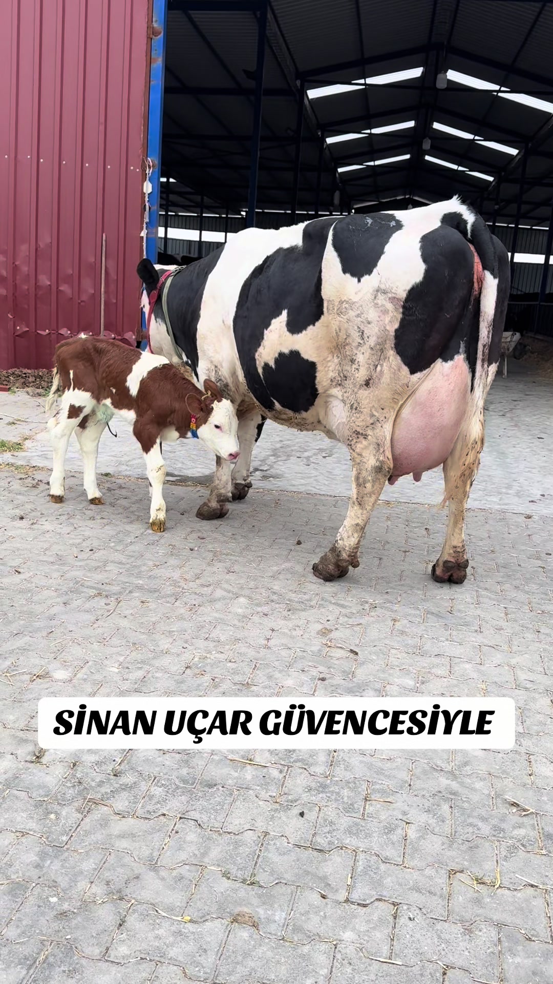 @CELEP SİNAN UÇAR