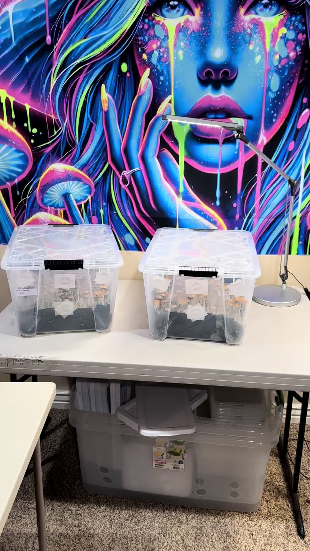 @LittleBigHeadMyco
