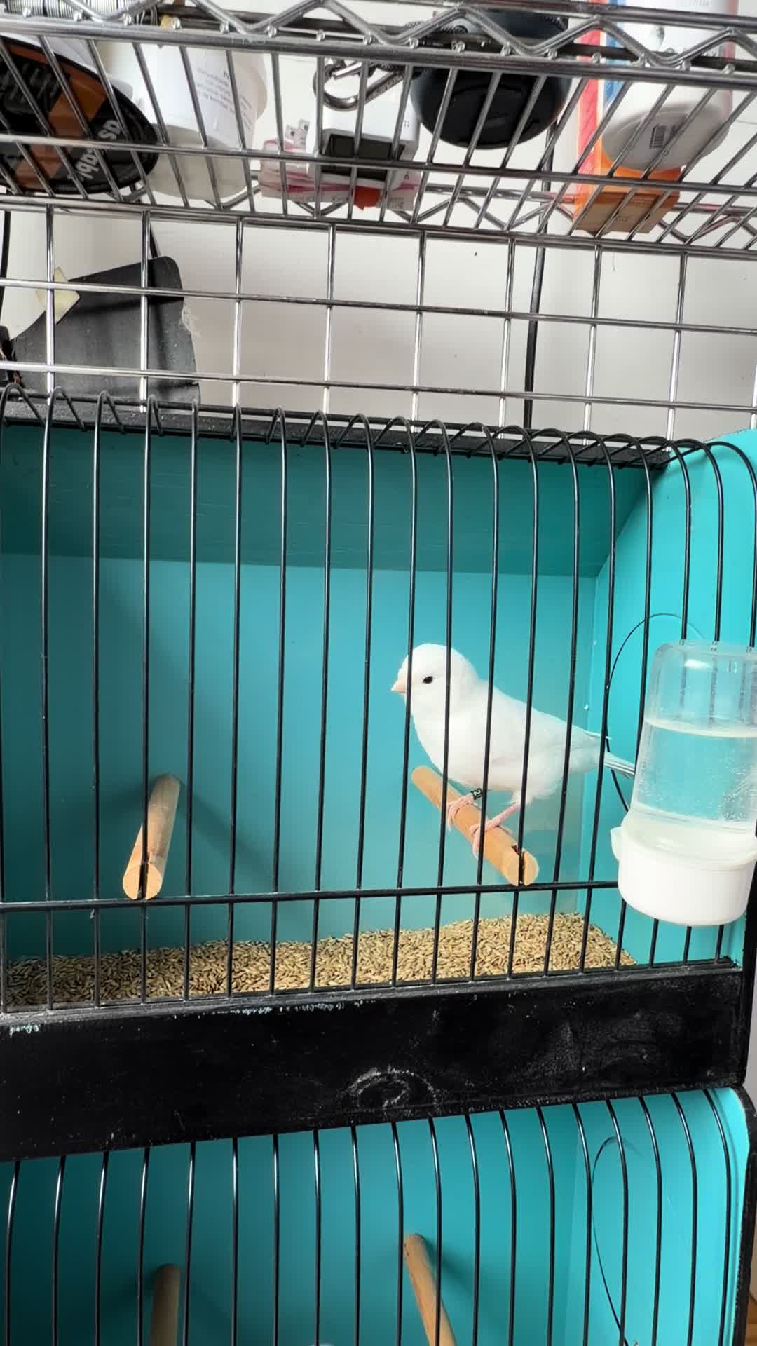 @AviarioUreña