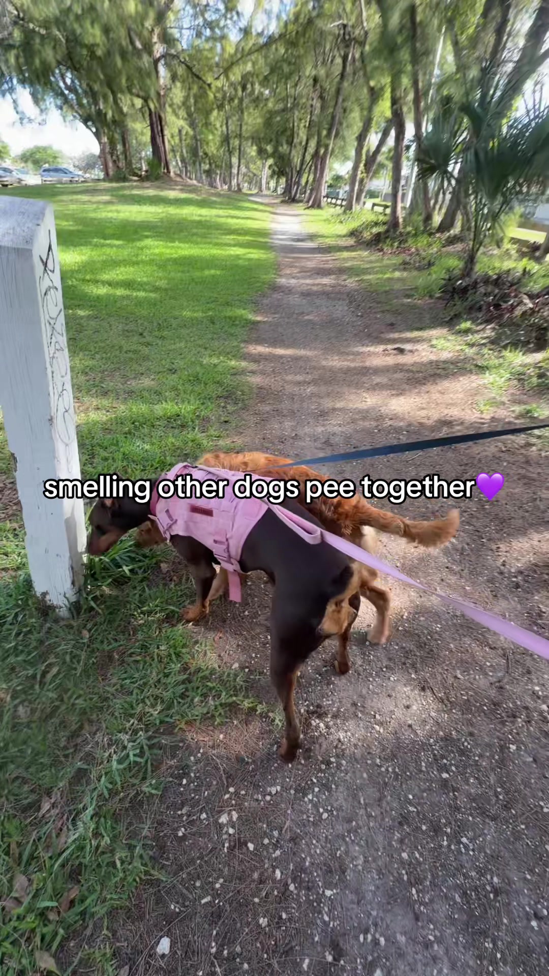 @ashley𐙚