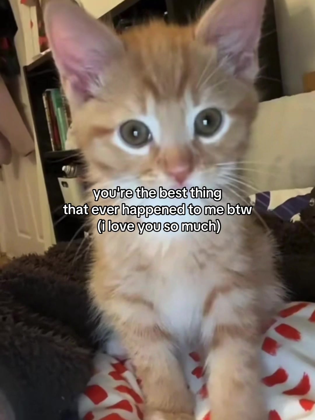 @Alice.cattok