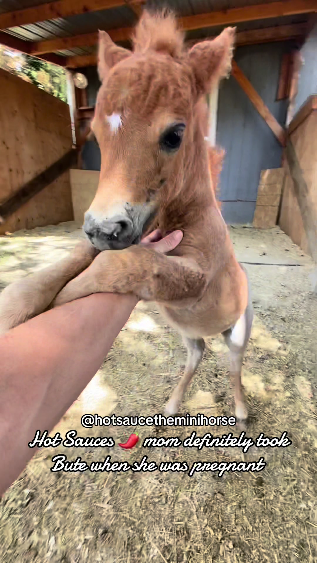 @Hot Sauce the Mini horse 🐎