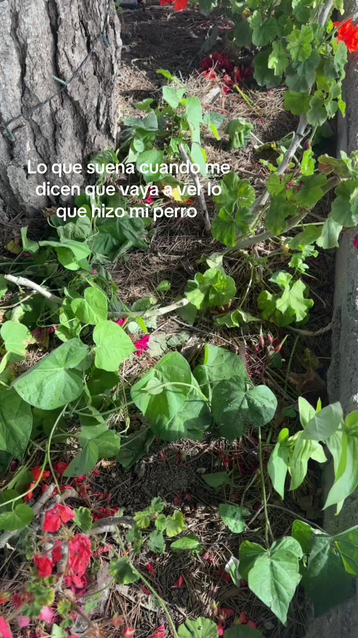 @alan_eguia
