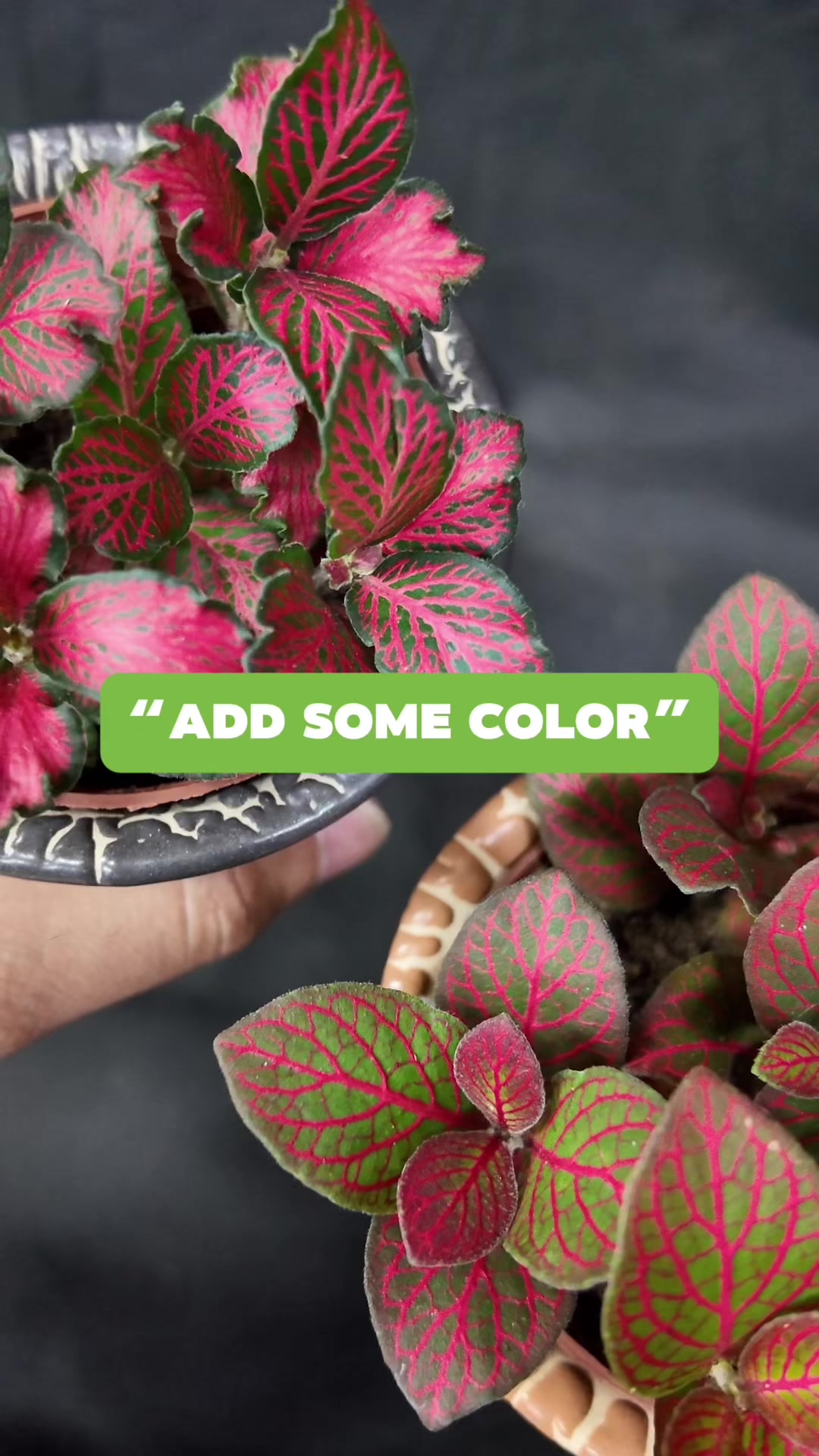@PlantCulturePH