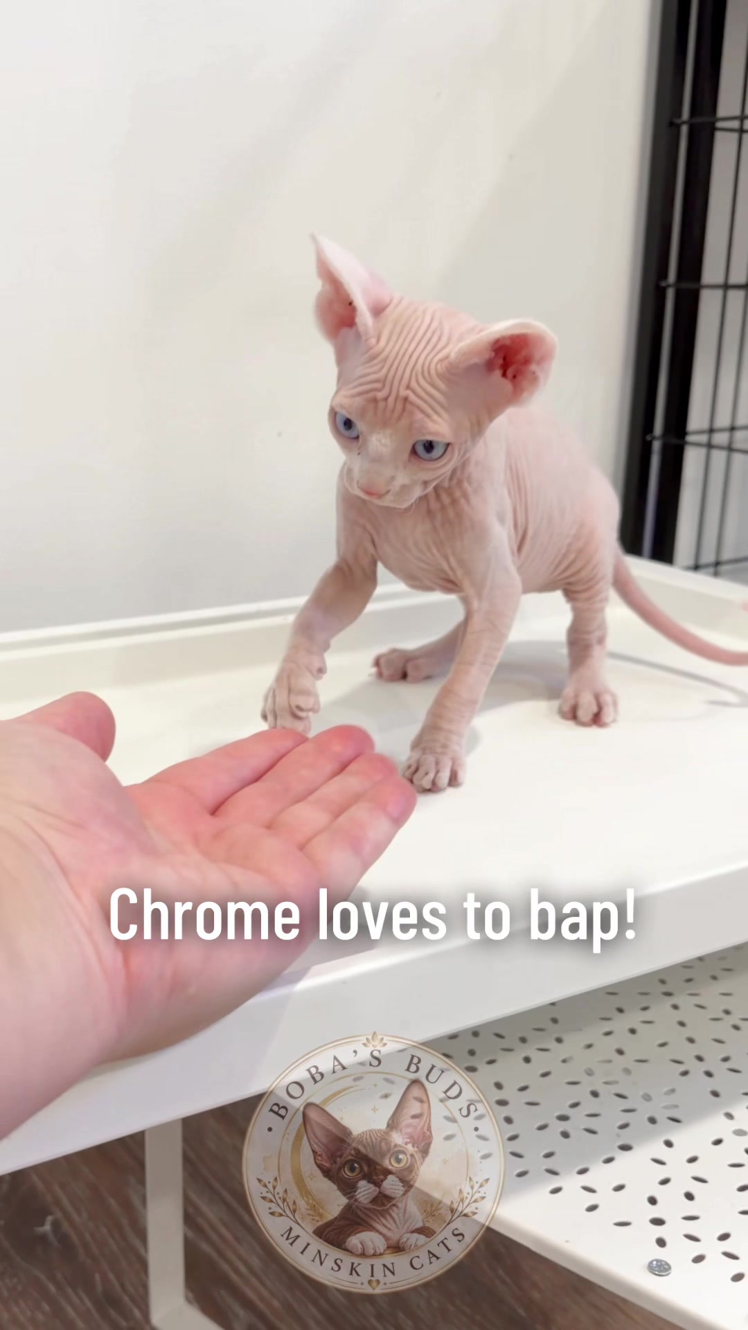 @Boba’s Buds Minskin Cats