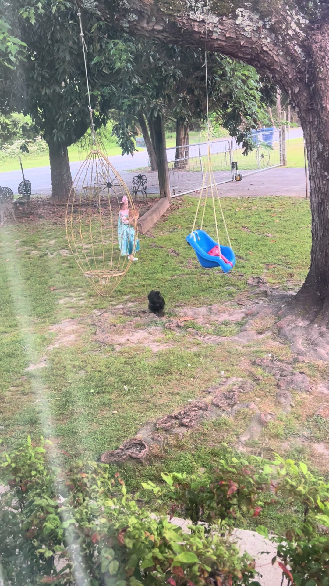 @Black Creek Kennels Schnauzers
