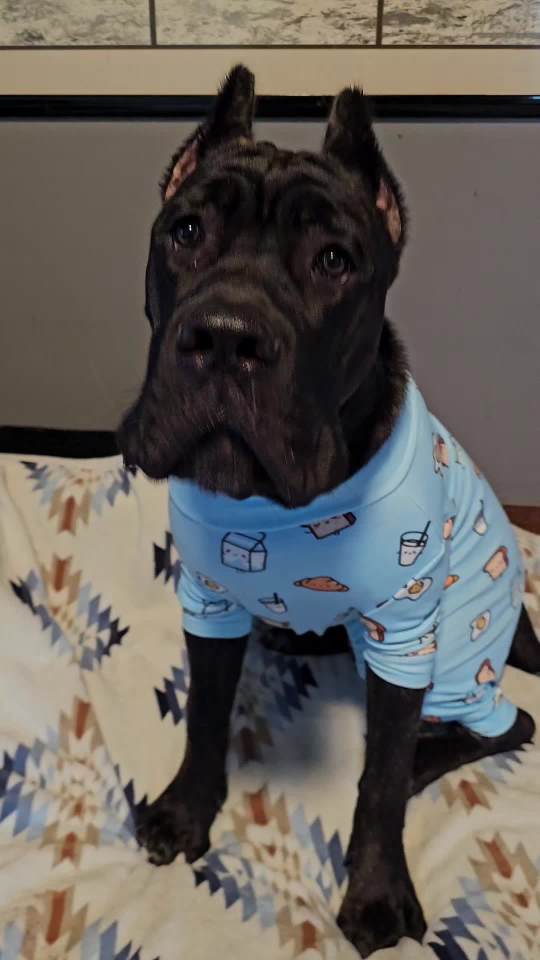 @SalmonCreekCaneCorso