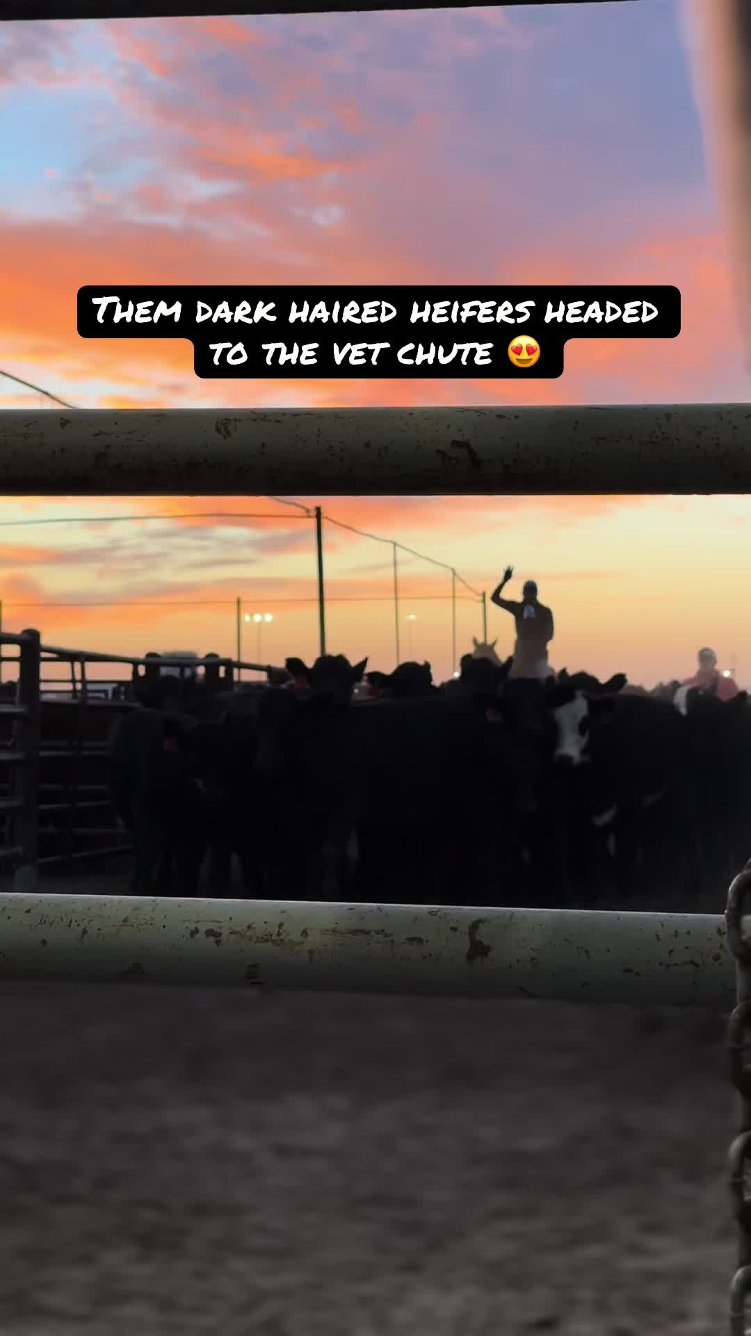 @OKC West Livestock Market
