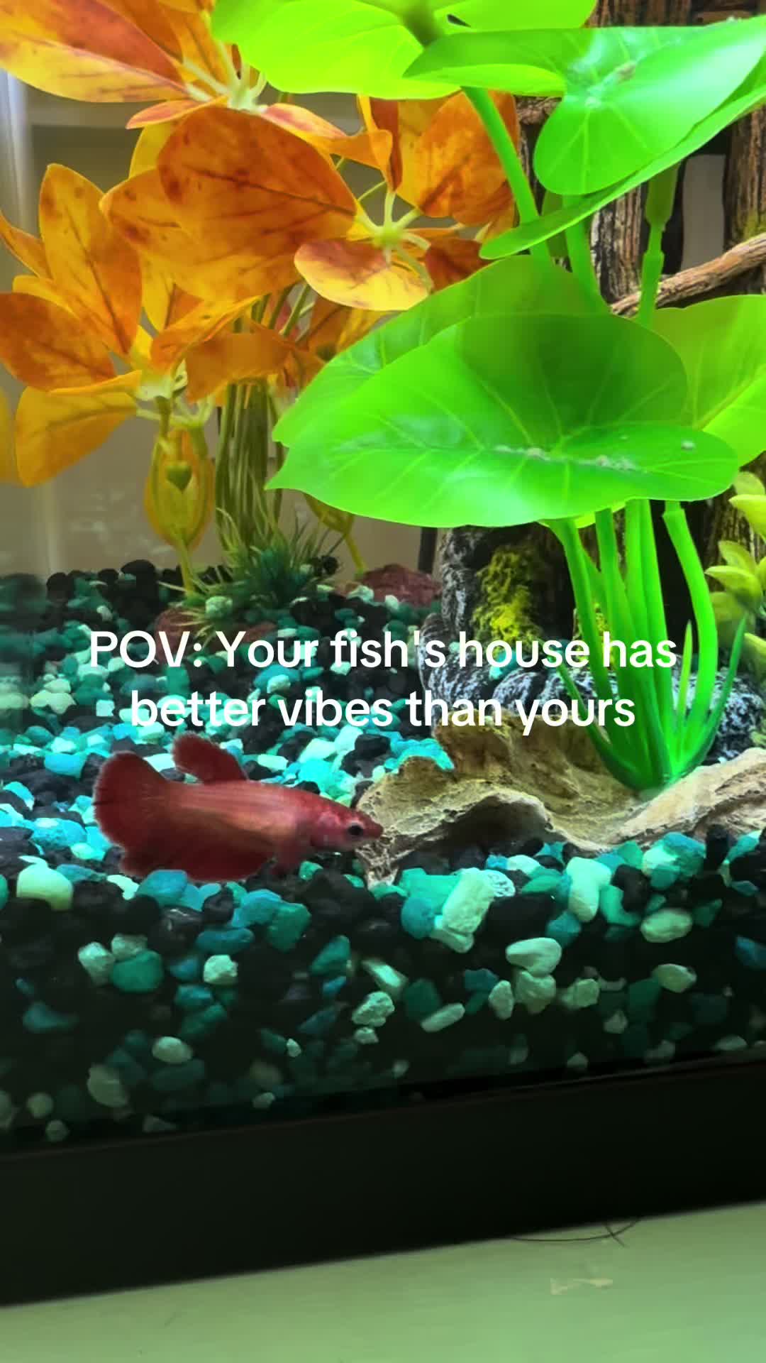 @DK 🐾🍒