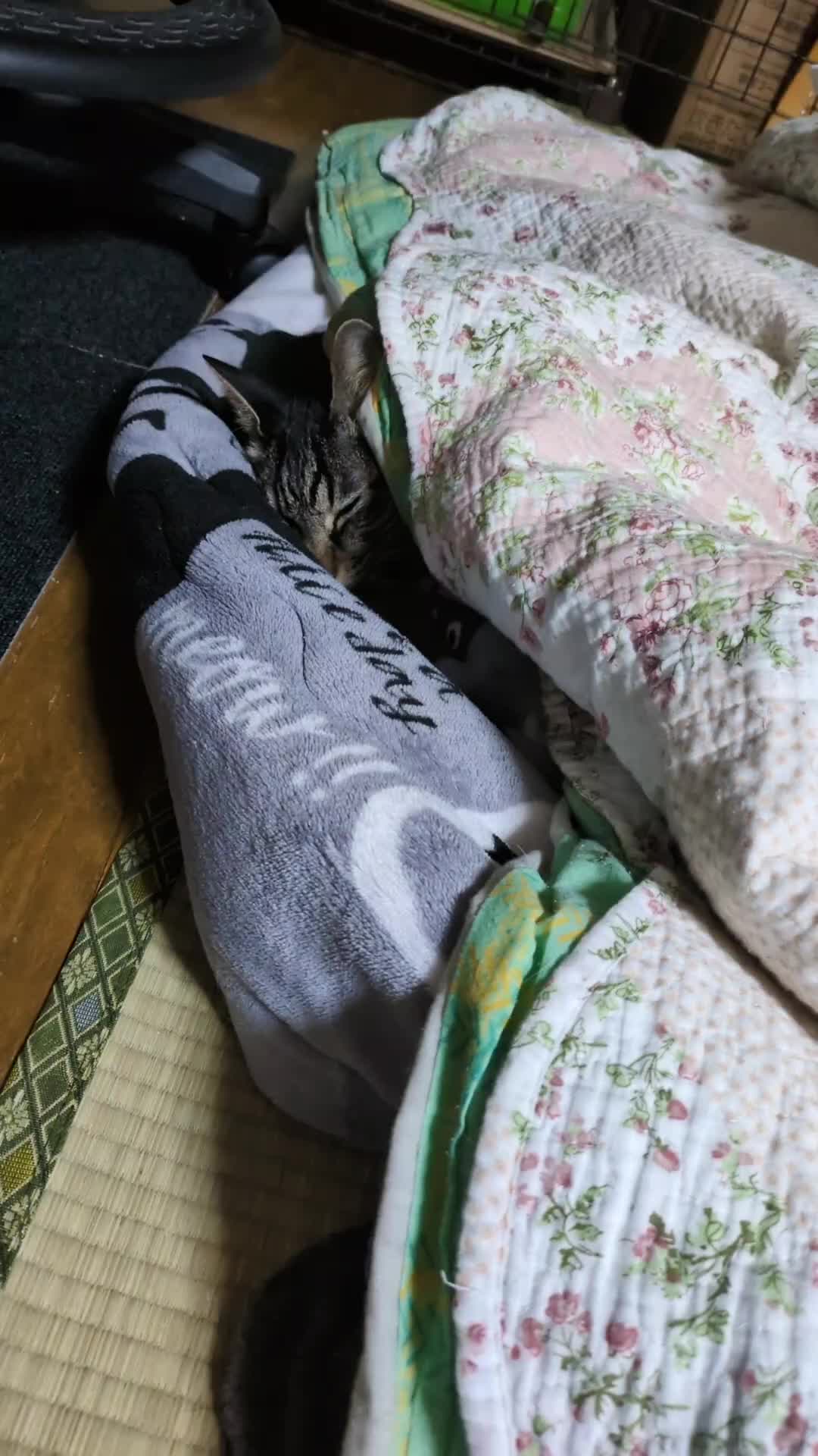 @dycqv9wnky3tふみえ