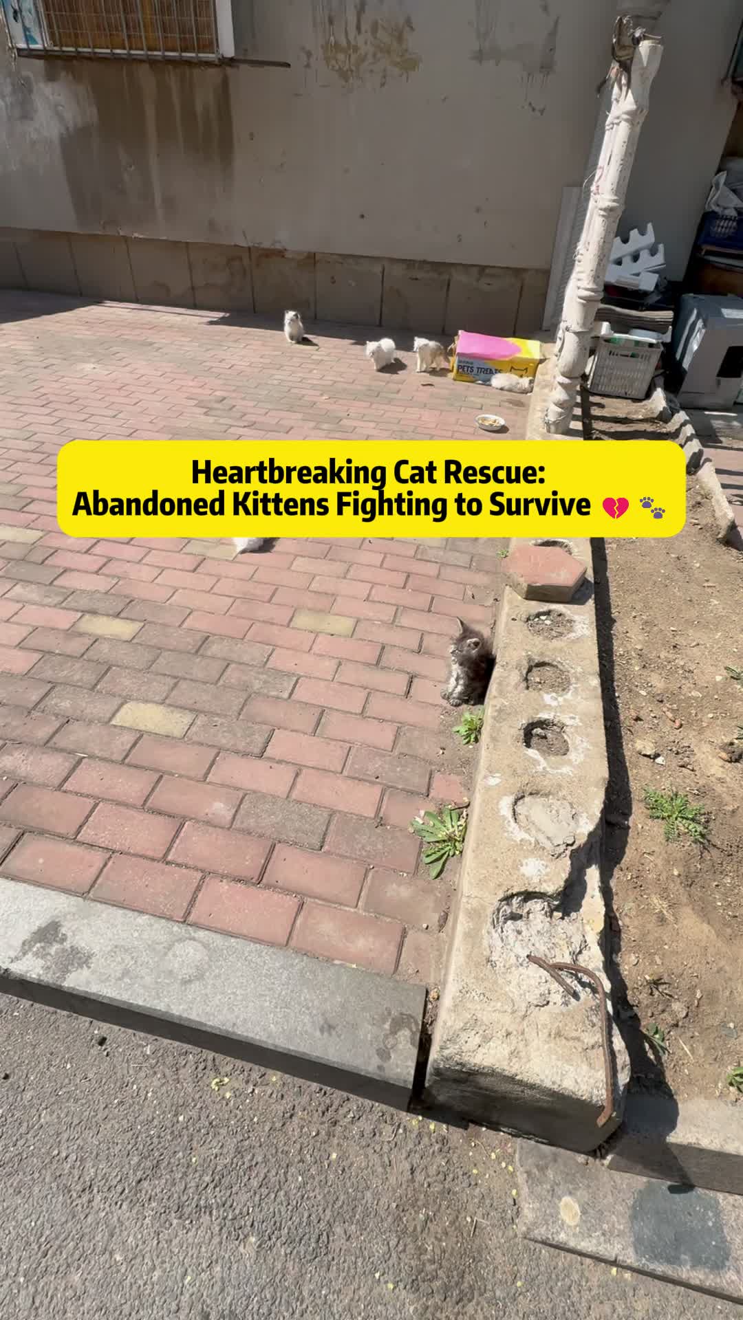 @Stray Cat Talkz