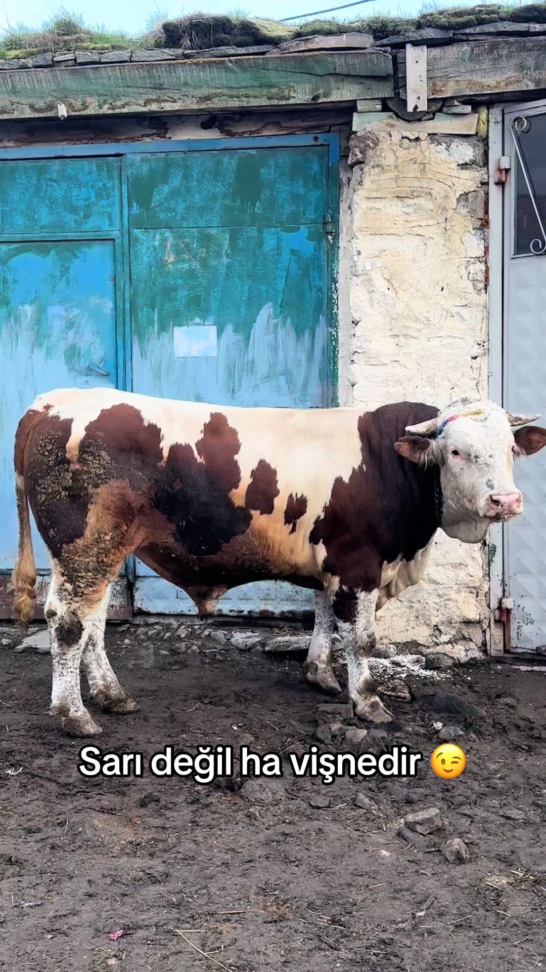 @𝑨𝑹𝑫𝑨  𝑨𝑳İ𝑶Ğ𝑳𝑼