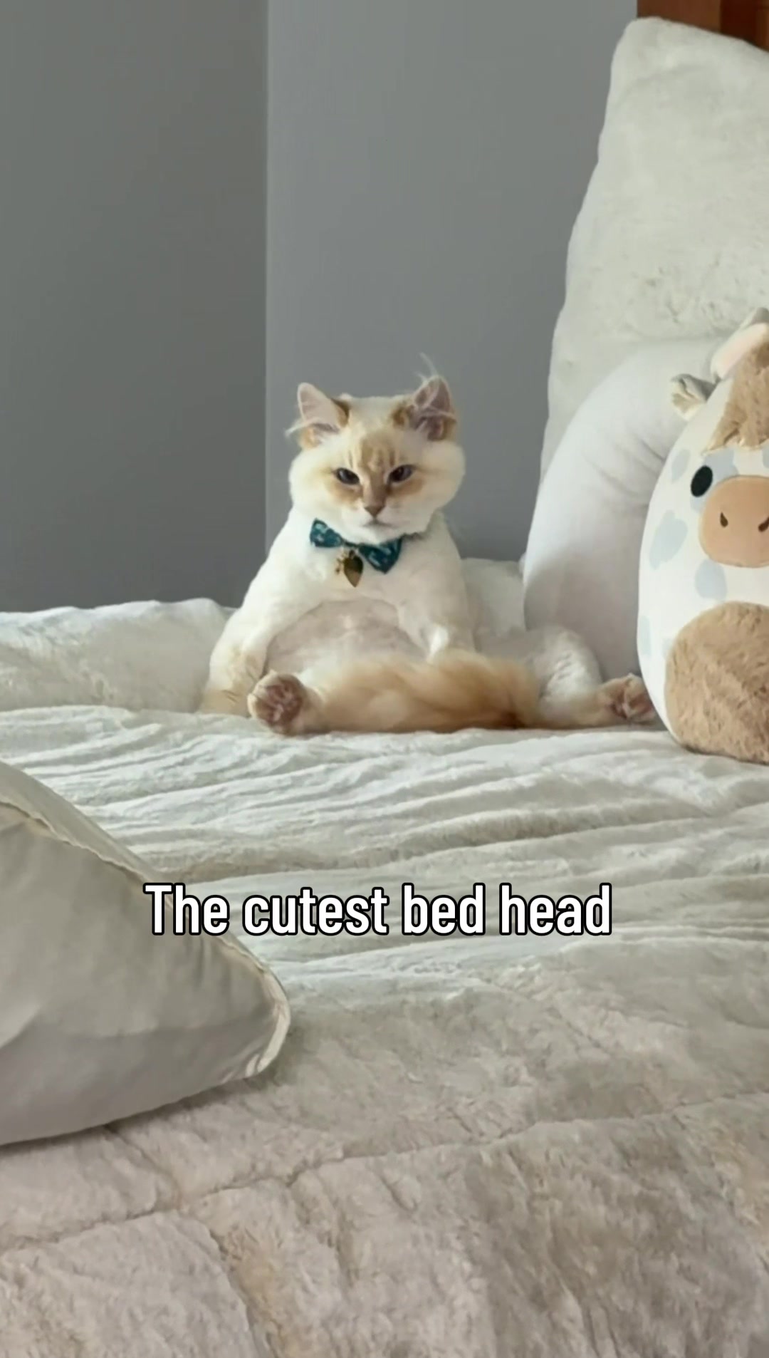 @jaredthecrosseyedcat