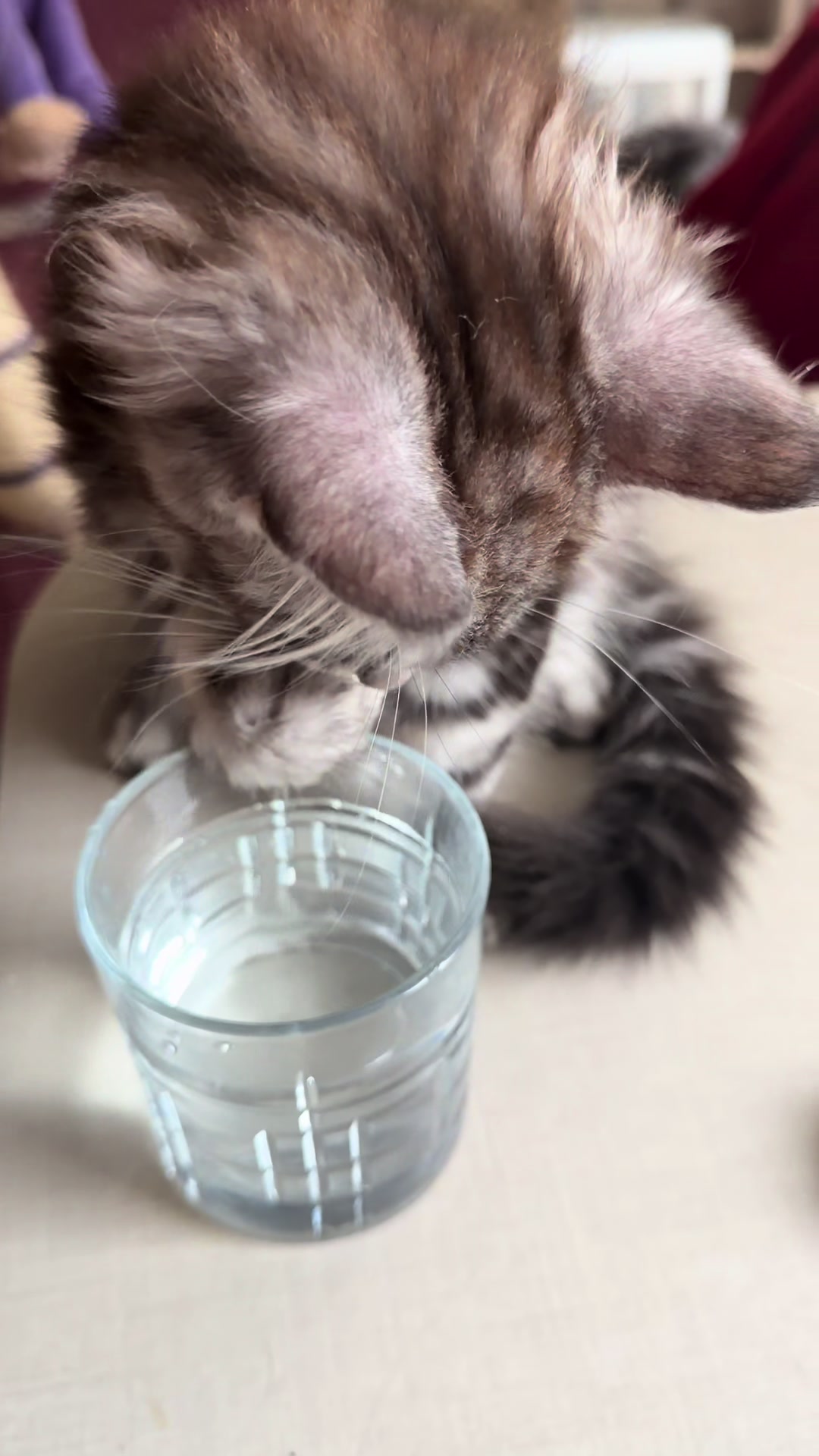 @PARAKENTOS*UA Maine coon