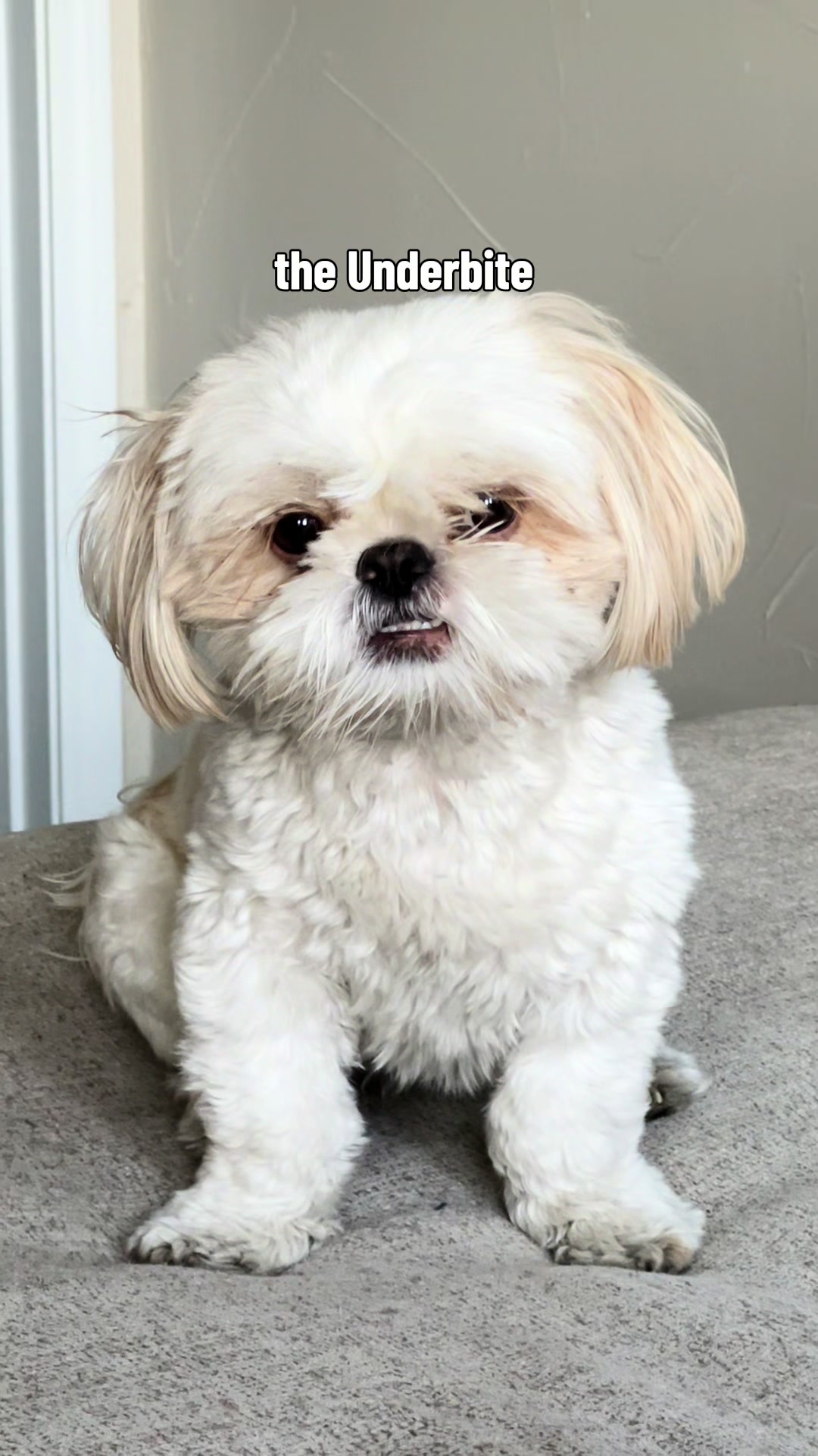 @Hugh the Shih Tzu