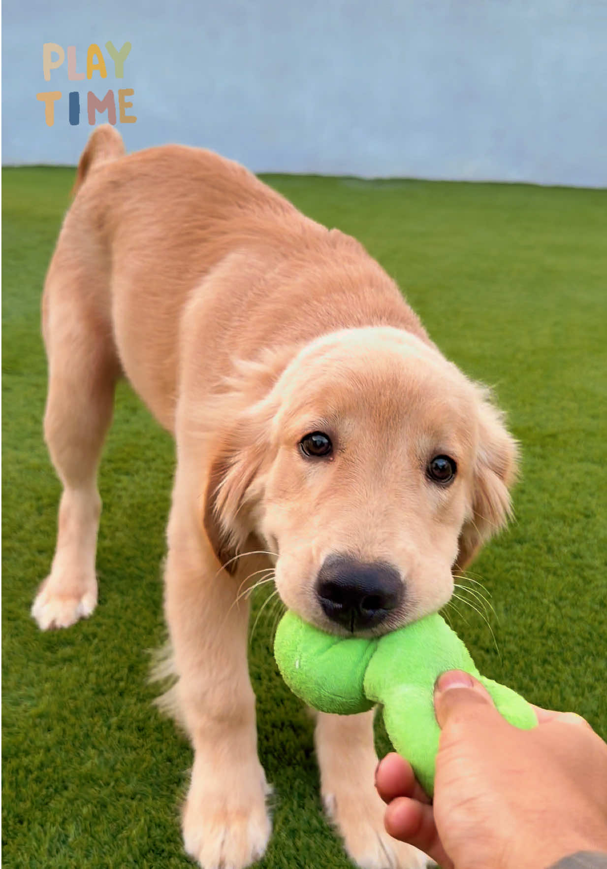 @thepawsisterspr