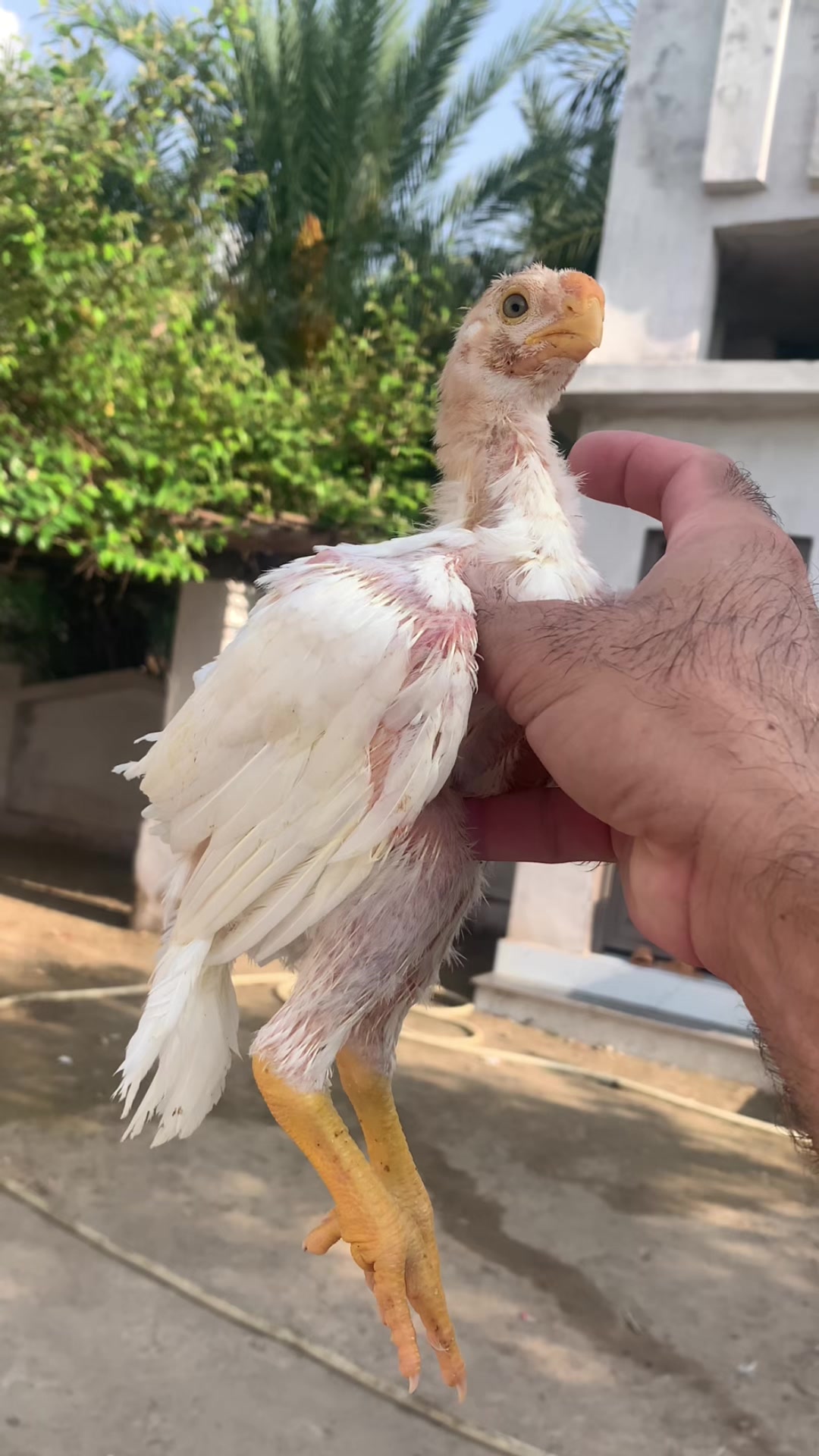 @Birds_Goat