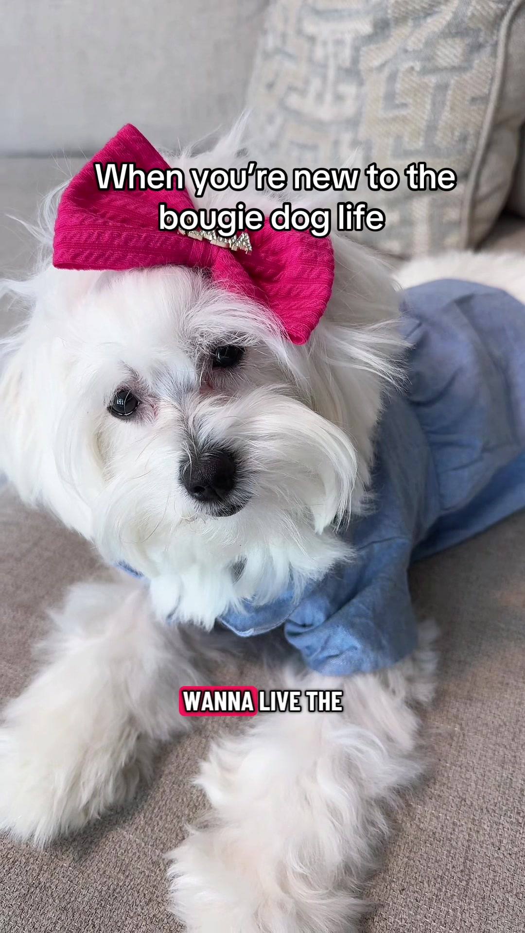 @massimo.the.maltipoo