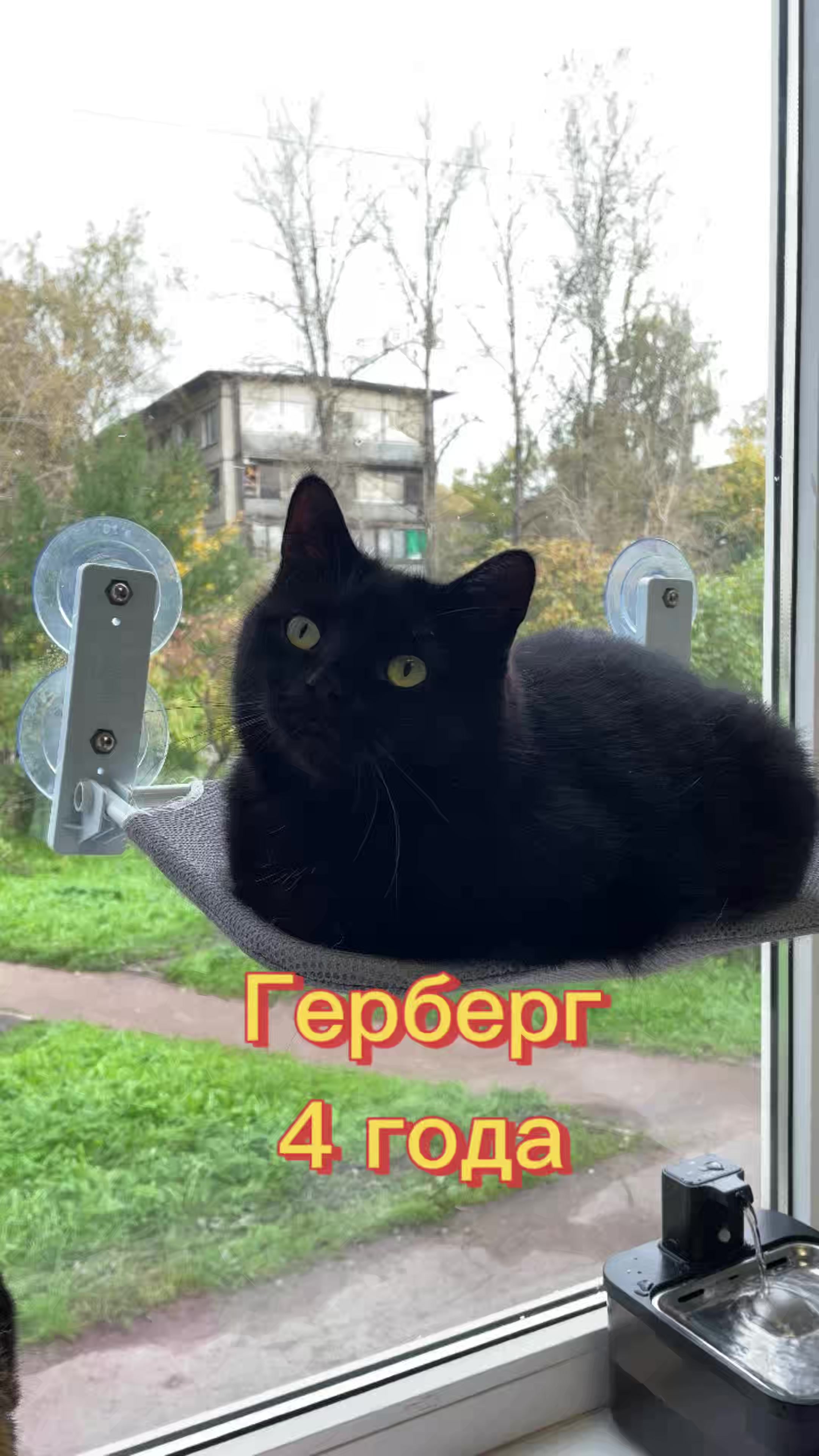 @Приют Новый дом