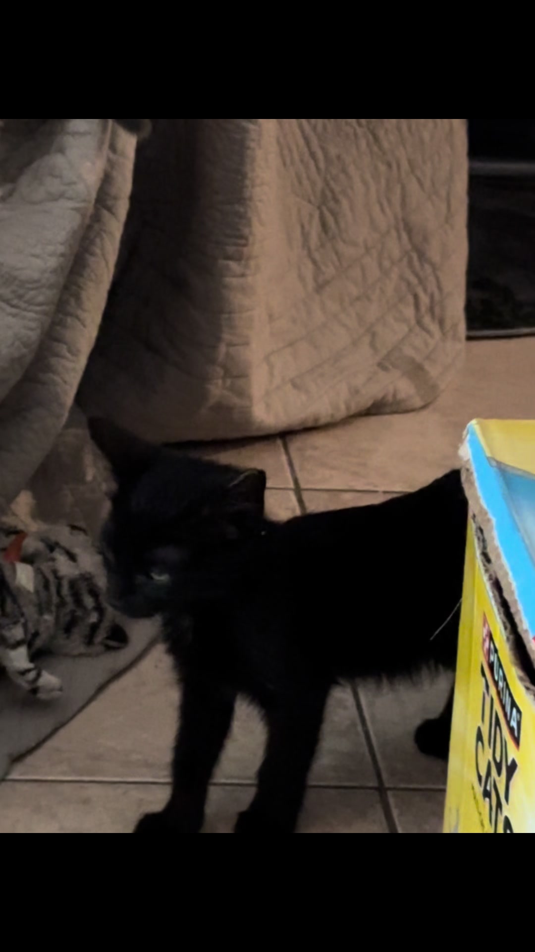 @purrrmeow