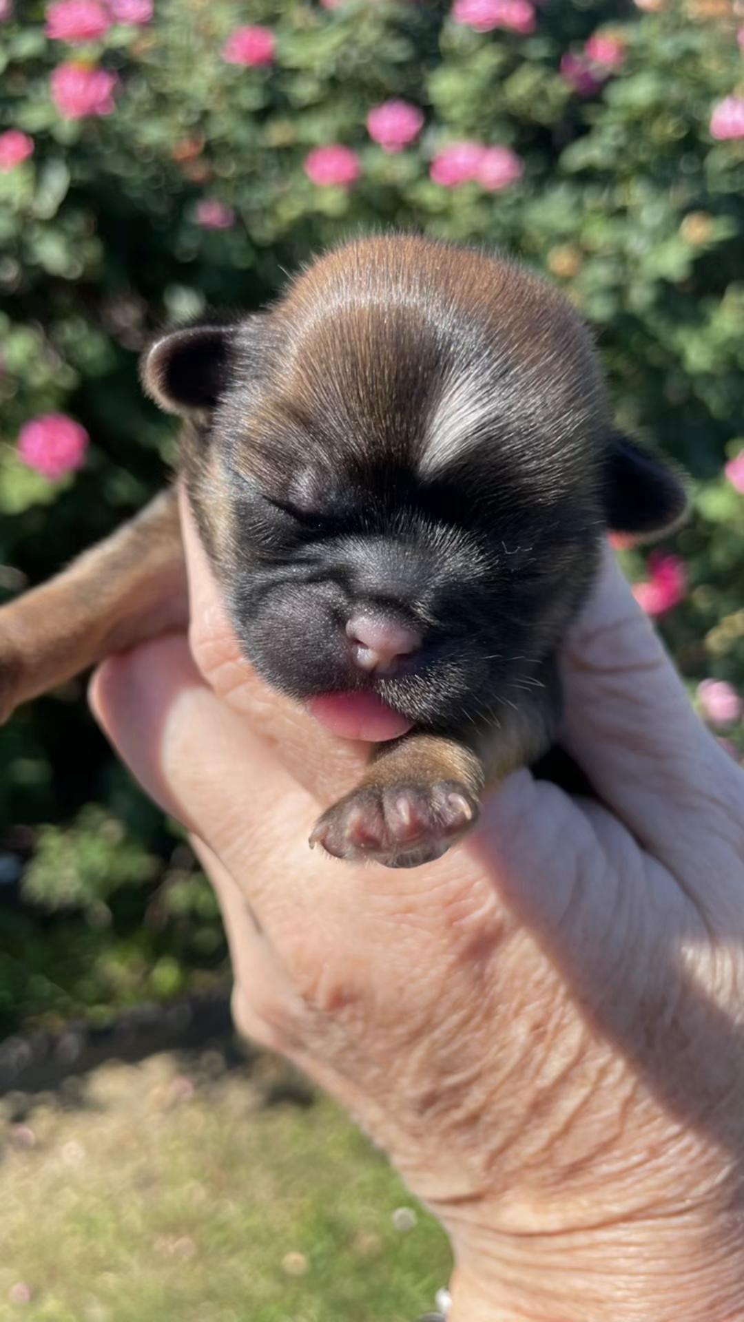 @Twilight Shih Tzu