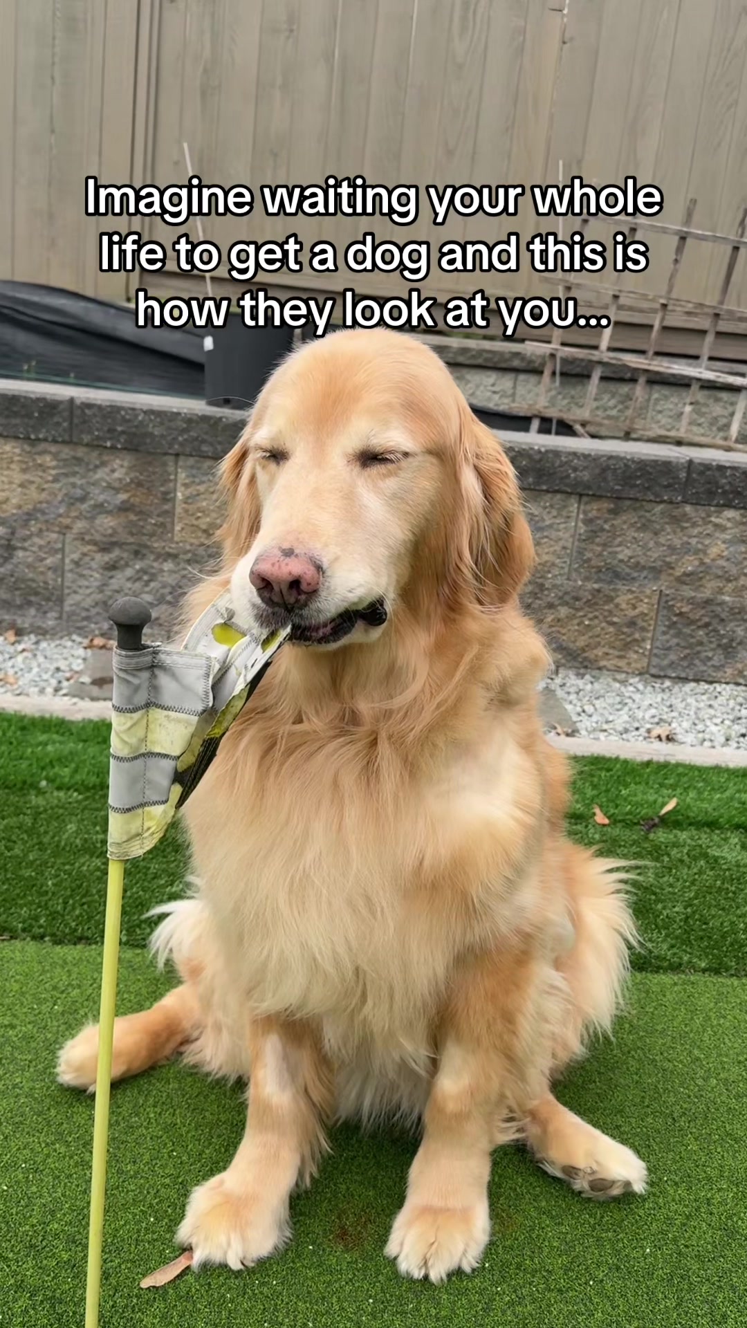 @A Golden and Fam