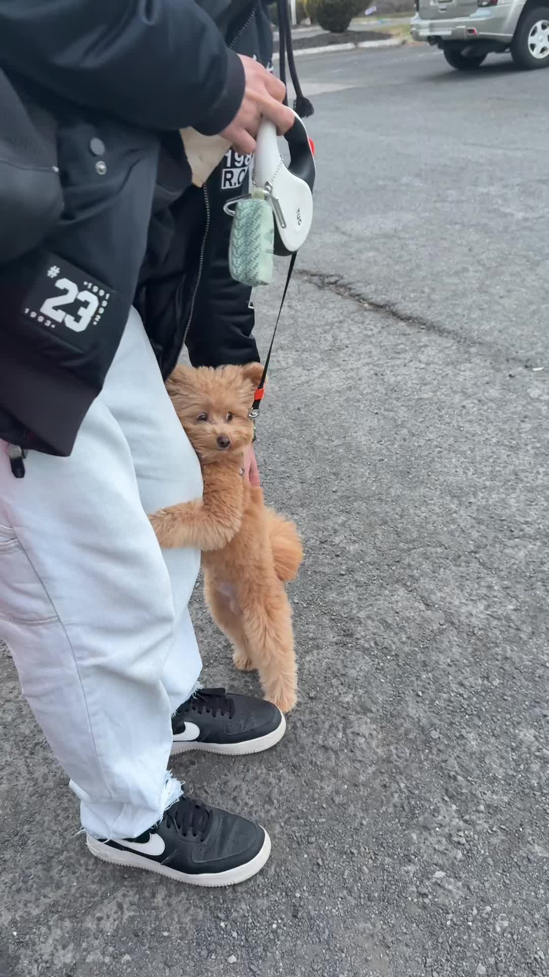 @pomapoo.barney