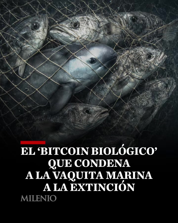 @MILENIO