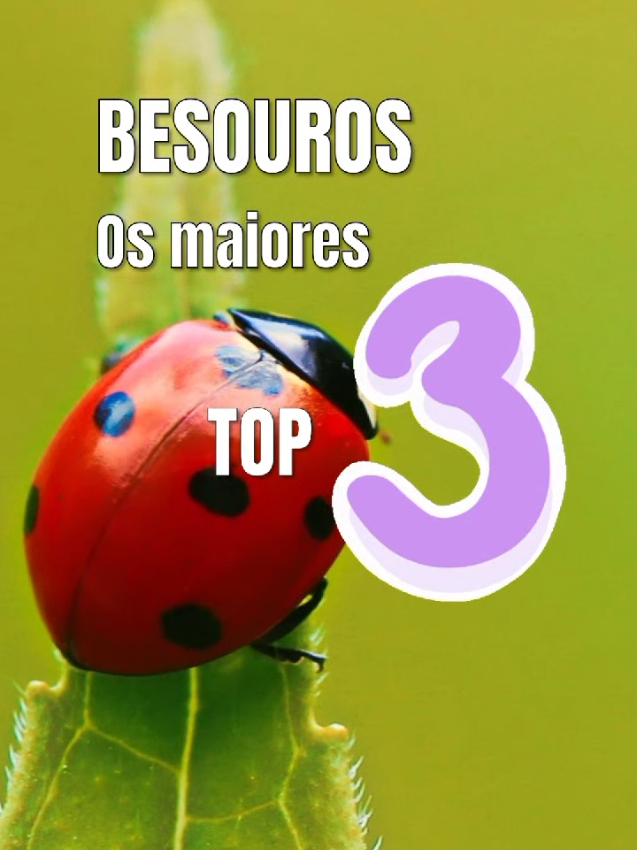 @Quest Curiosidades