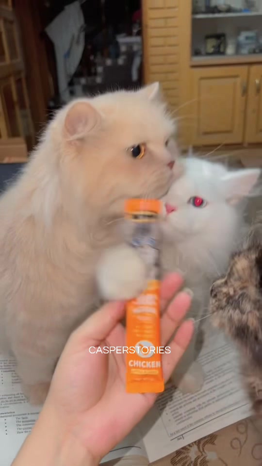 @𝑪𝒂𝒔𝒑𝒆𝒓 & 𝑴𝒊𝒏𝒏𝒊𝒆 🐾