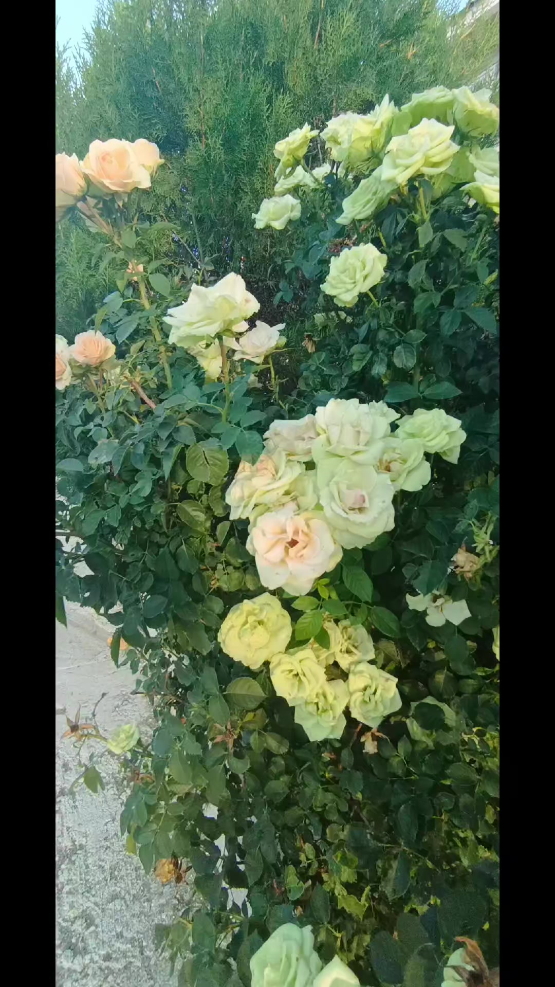 @BOZKURT46