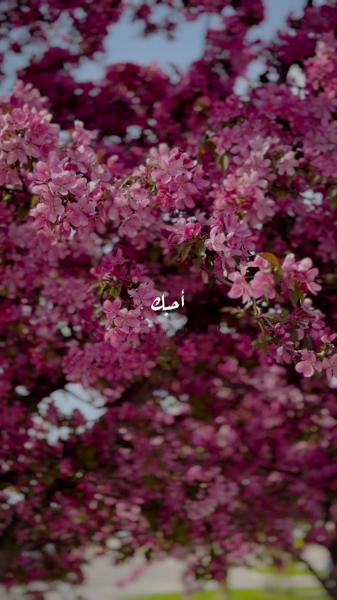 @Rayan El Ayoubi