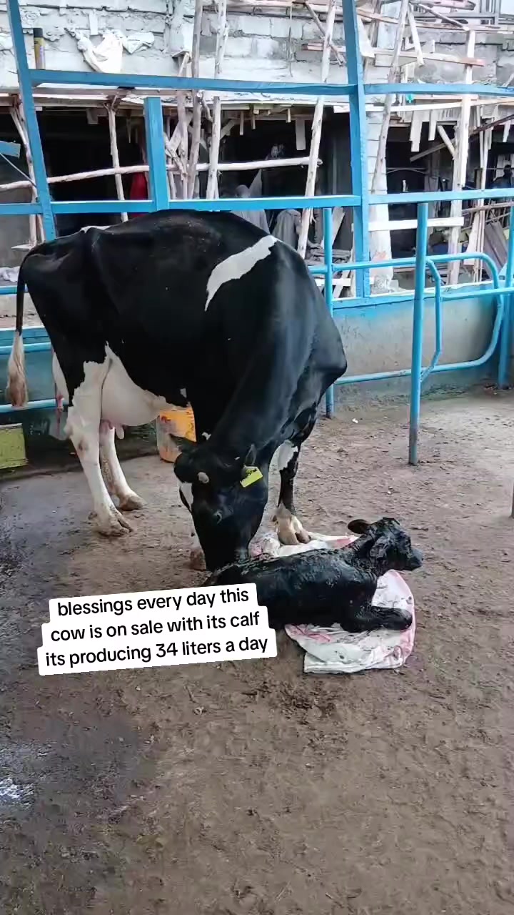 @Daily Dairy Farm Ke