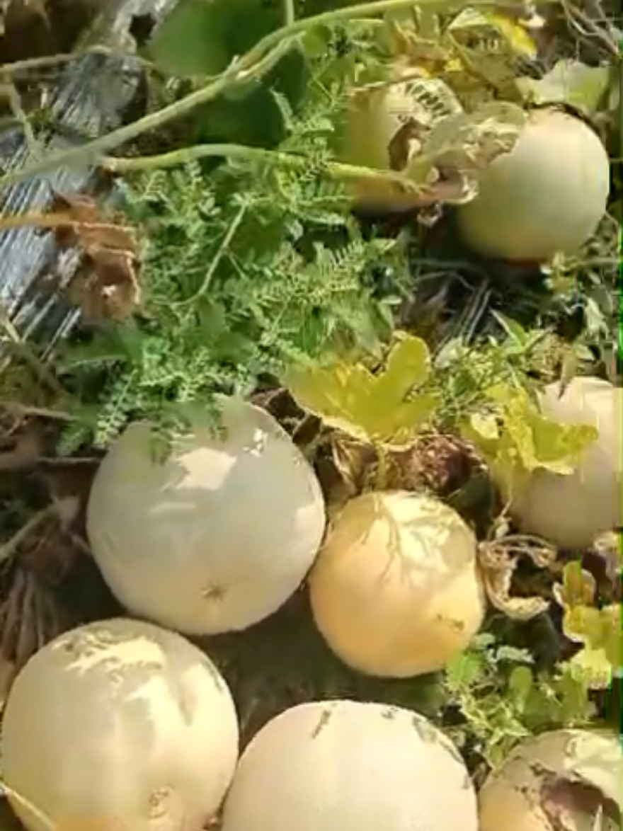@Kempling Melon